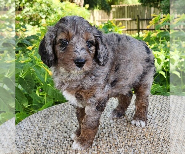 Medium Photo #5 F2 Aussiedoodle Puppy For Sale in COLUMBIA, TN, USA