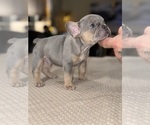 Small Photo #7 French Bulldog Puppy For Sale in HILTON, NY, USA