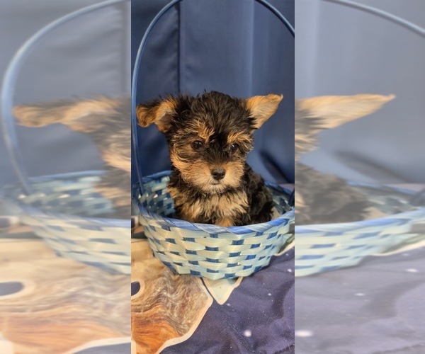 Medium Photo #24 Yorkshire Terrier Puppy For Sale in HUNTSVILLE, AL, USA