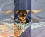 Small #23 Yorkshire Terrier
