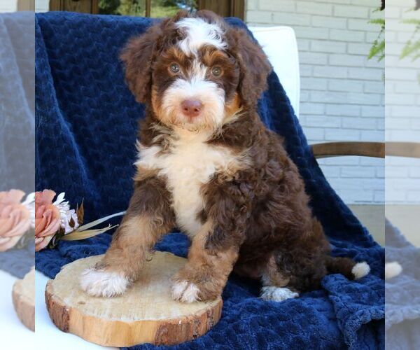 Medium Photo #3 Bernedoodle (Miniature) Puppy For Sale in LANCASTER, PA, USA