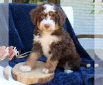 Small #2 Bernedoodle (Miniature)