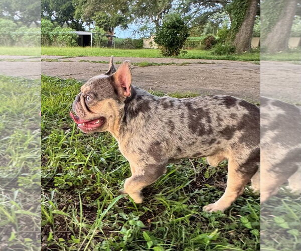 Medium Photo #4 French Bulldog-Unknown Mix Puppy For Sale in Oakhurst, NJ, USA