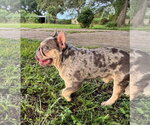 Small #3 French Bulldog Mix