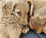Small Photo #13 Golden Retriever Puppy For Sale in EARLHAM, IA, USA