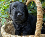 Puppy BeRTa Black Russian Terrier
