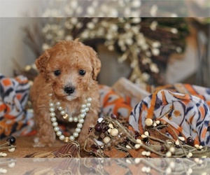 Goldendoodle (Miniature) Puppy for sale in PEMBROKE PINES, FL, USA