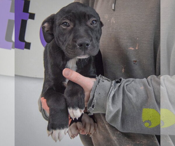 Medium Photo #3 American Staffordshire Terrier-Unknown Mix Puppy For Sale in Huntley, IL, USA