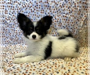 Papillon Puppy for sale in SULPHUR SPRINGS, TX, USA