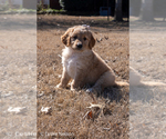 Puppy Amber Goldendoodle (Miniature)