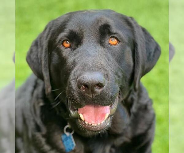 Medium Photo #3 Labrador Retriever Puppy For Sale in San Diego, CA, USA