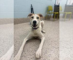Carolina Dog-Unknown Mix Dogs for adoption in Brighton, CO, USA