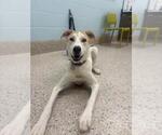 Small Carolina Dog Mix