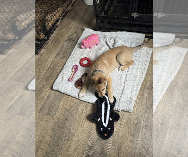 Medium Photo #16 German Shepherd Dog-Unknown Mix Puppy For Sale in Holly Springs, NC, USA