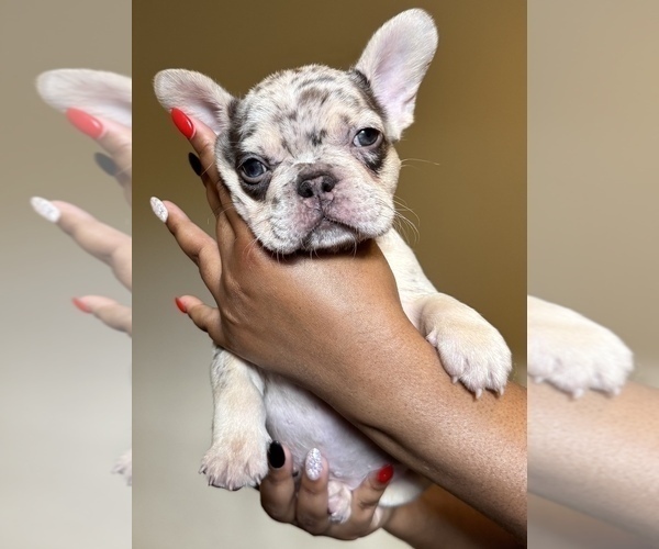 Medium Photo #2 French Bulldog Puppy For Sale in GREENVILLE, SC, USA