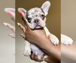 Puppy Puppy 1 French Bulldog