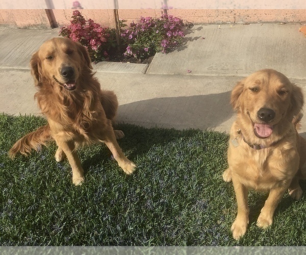 Medium Photo #1 Golden Retriever Puppy For Sale in SANTA ANA, CA, USA