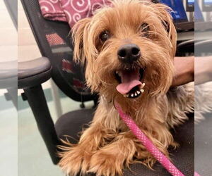 Mutt Dogs for adoption in Spring Lake, NC, USA