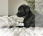Small Photo #1 Boxer Puppy For Sale in MILLERSBURG, OH, USA