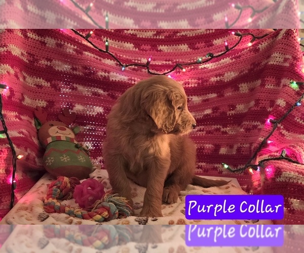 Medium Photo #4 Goldendoodle Puppy For Sale in BATTLE GROUND, WA, USA