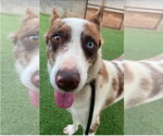 Small #2 Catahoula Leopard Dog Mix