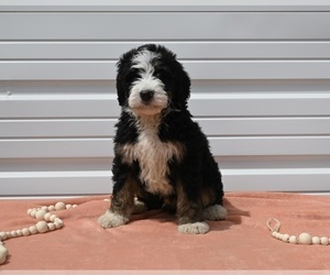 Bernedoodle (Miniature) Puppy for sale in MILLERSBURG, OH, USA