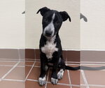 Small Lab-Pointer