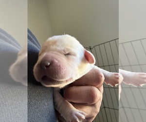 Labrador Retriever Puppy for sale in OSYKA, MS, USA