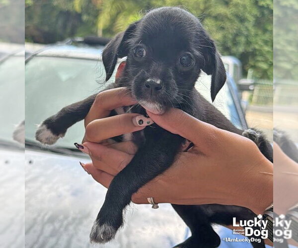 Medium Photo #3 Mutt Puppy For Sale in Washington, DC, USA