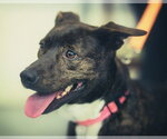 Small #1 Mutt