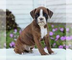 Small #3 Boxer
