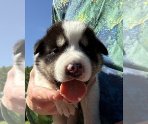 Ausky-Great Pyrenees Mix Puppy for sale in EDNA, TX, USA