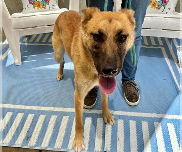 Medium Photo #1 Mutt Puppy For Sale in Santa Rosa, CA, USA