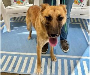 Mutt Dogs for adoption in Santa Rosa, CA, USA