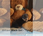 Small #3 Rottweiler