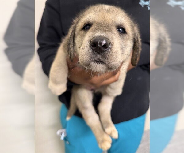 Medium Photo #1 Great Dane-Labrador Retriever Mix Puppy For Sale in Houston, TX, USA
