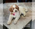 Small Photo #1 Cavapoo Puppy For Sale in SACRAMENTO, CA, USA