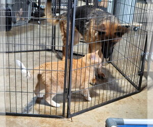 Sophie 7563 - Female German Shepherd Dog Dog for Adoption - Photo #8