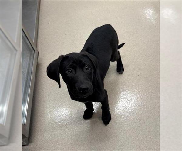 Medium Photo #1 Plott Hound Puppy For Sale in Baytown, TX, USA