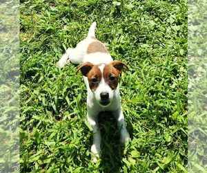 Jack Russell Terrier Puppy for sale in TOPSFIELD, MA, USA