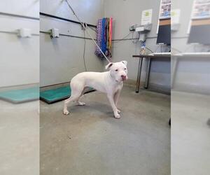 American Pit Bull Terrier Dogs for adoption in Camarillo, CA, USA