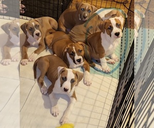 American Bully-Bullypit Mix Puppy for sale in UPPER DARBY, PA, USA