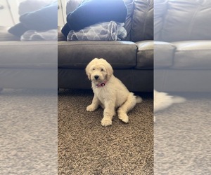 Goldendoodle Puppy for sale in ABILENE, TX, USA