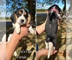 Puppy Lolas Pink Beagle