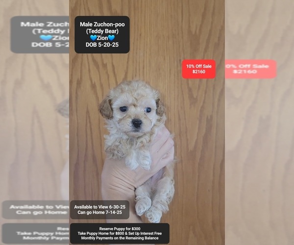 Medium Photo #1 Zuchon Puppy For Sale in TUCSON, AZ, USA