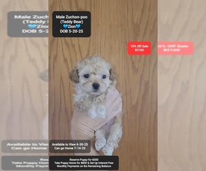 Zuchon Puppy for sale in TUCSON, AZ, USA