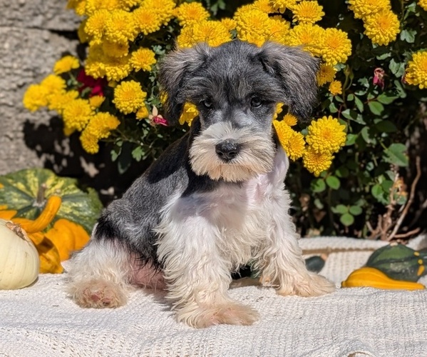 Medium Photo #29 Schnauzer (Miniature) Puppy For Sale in GOSHEN, IN, USA