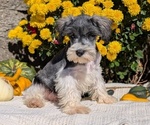 Small #4 Schnauzer (Miniature)