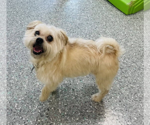 Medium Photo #3 Mutt Puppy For Sale in Mission Viejo, CA, USA