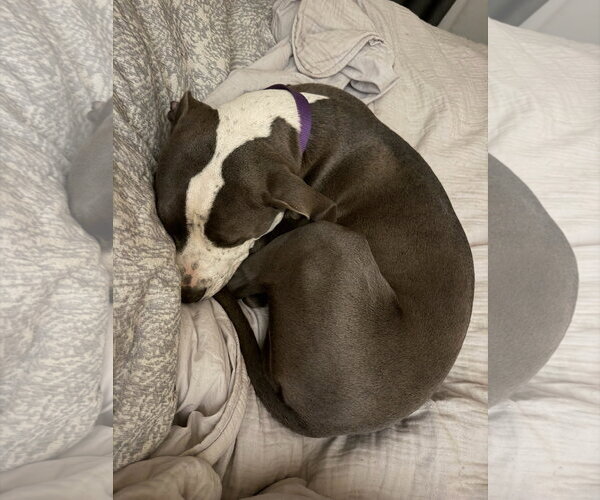 Medium Photo #3 Mutt Puppy For Sale in Goodyear, AZ, USA